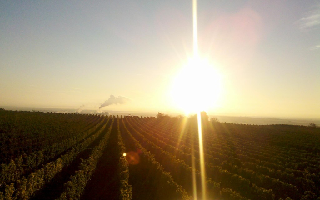 Weingut Benß — photo 4